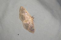 Patania ruralis