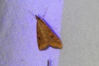 Udea ferrugalis