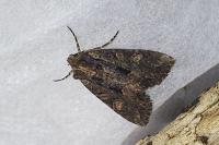 Mniotype satura