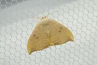 Watsonalla binaria