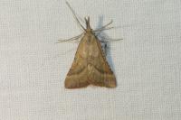 Synaphe punctalis