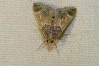 Pyralis farinalis