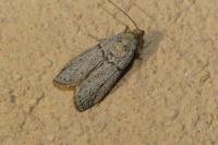 Cadra abstersella