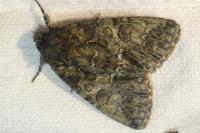 Polyphaenis sericata
