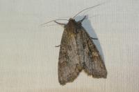 Polia bombycina