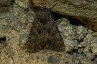 Mniotype adusta