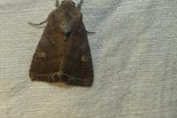 Lacanobia oleracea