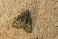 Cryphia algae