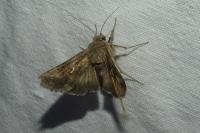 Autographa gamma