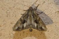 Apamea monoglypha monoglypha