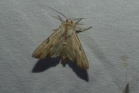 Apamea lithoxylaea