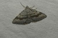 Scotopteryx bipunctaria
