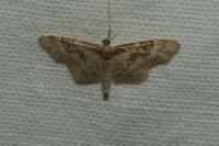 Idaea rusticata