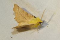 Ennomos alniaria