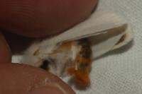 Euproctis chrysorrhoea
