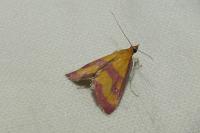 Pyrausta virginalis