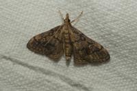Metasia cuencalis bourgognei