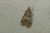 Eudonia lacustrata