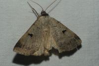 Lygephila lusoria