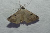 Lygephila lusoria