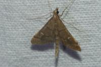 Dolicharthria punctalis