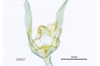 Herminia tarsicrinalis