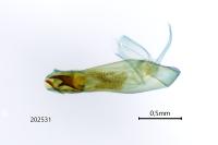 Herminia tarsicrinalis