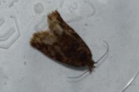 Deltote pygarga