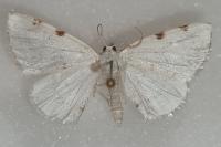 Lomographa bimaculata