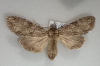 Polia nebulosa