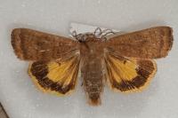 Noctua interjecta