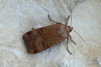 Noctua interposita