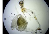 Scoparia pyralella