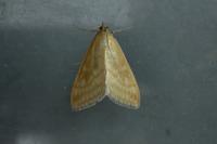Sitochroa verticalis