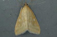 Sitochroa verticalis