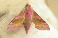 Deilephila porcellus