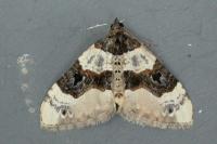 Cosmorhoe ocellata