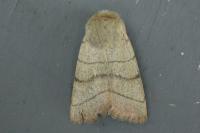 Charanyca trigrammica