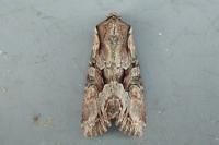 Lacanobia w-latinum