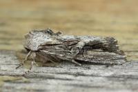 Egira conspicillaris