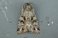 Pachetra sagittigera