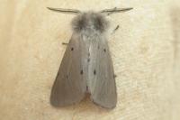 Diaphora mendica