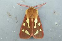 Arctia testudinaria