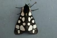 Arctia villica