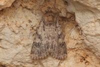 Amphipyra effusa