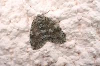 Epirrita dilutata