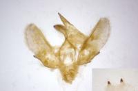 Epirrita dilutata