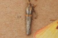 Etiella zinckenella