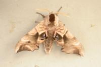 Smerinthus ocellatus ocellatus
