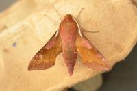 Deilephila porcellus